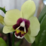 Орхидея Phalaenopsis Deep Secret, multiflora (отцвел)