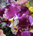 Орхидея Phalaenopsis Indus (отцвёл, РЕАНИМАШКА)