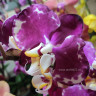 Орхидея Phalaenopsis Indus (отцвёл, РЕАНИМАШКА)