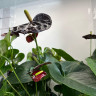 Anthurium Black Queen