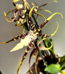 Орхидея Brassia Toscana 