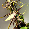 Орхидея Brassia Toscana 