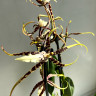 Орхидея Brassia Toscana 