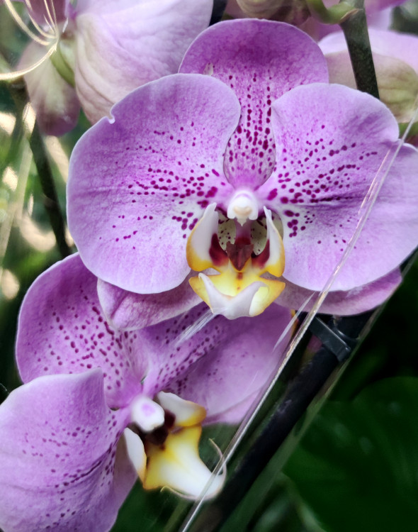 Орхидея Phalaenopsis Seine (отцвёл, РЕАНИМАШКА) 