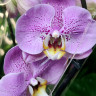 Орхидея Phalaenopsis Seine (отцвёл, РЕАНИМАШКА) 
