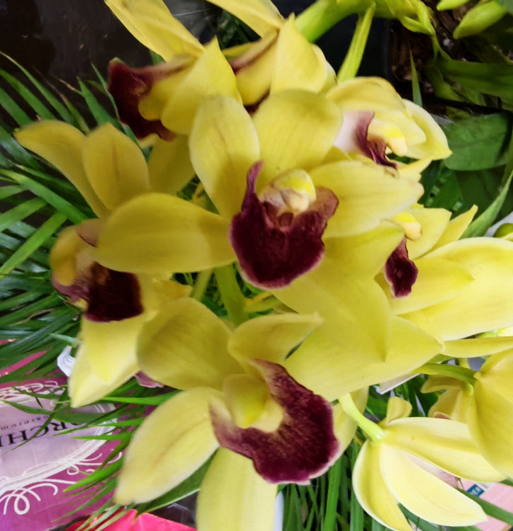 Орхидея Cymbidium Cascade, midi (отцвел)