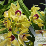 Орхидея Cymbidium Cascade, midi (отцвел)
