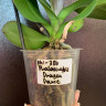 Орхидея Phalaenopsis Dragon Dance (отцвёл, РЕАНИМАШКА)