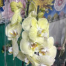 Орхидея Phalaenopsis