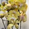 Орхидея Phalaenopsis