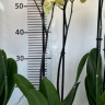 Орхидея Phalaenopsis