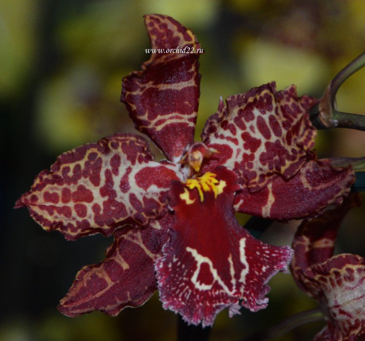 Орхидея Odontioda Stirbic (отцвела)