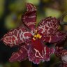 Орхидея Odontioda Stirbic (отцвела)