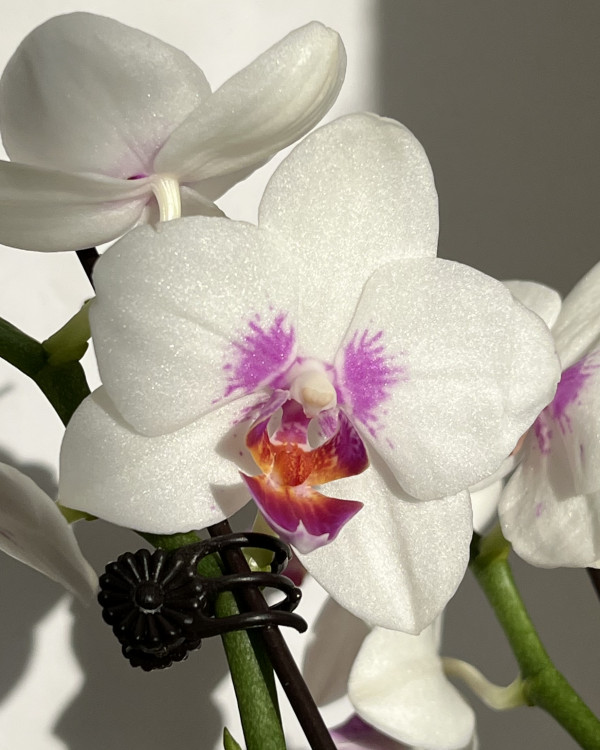 Орхидея Phalaenopsis Prima Piano, midi*