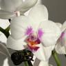 Орхидея Phalaenopsis Prima Piano, midi