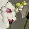 Орхидея Phalaenopsis Prima Piano, midi*