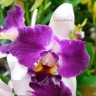 Орхидея Cattleya  