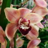Орхидея Cymbidium (отцвел)