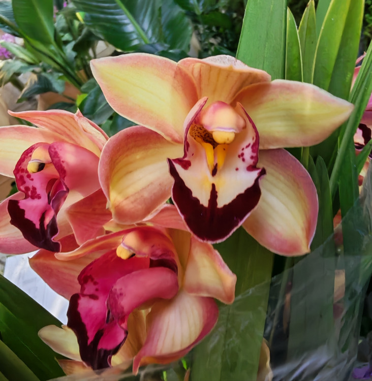 Орхидея Cymbidium 
