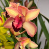 Орхидея Cymbidium 