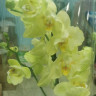 Орхидея Phalaenopsis Ferrara peloric (отцвел, РЕАНИМАШКА*)