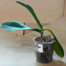 Орхидея Phalaenopsis Ferrara peloric (отцвел, РЕАНИМАШКА*)
