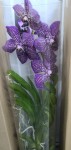 Орхидея Vanda Dark Blue