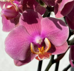Орхидея Phalaenopsis 
