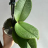 Орхидея Phalaenopsis 