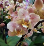 Орхидея Phalaenopsis Perfumе Valkion, multiflora   