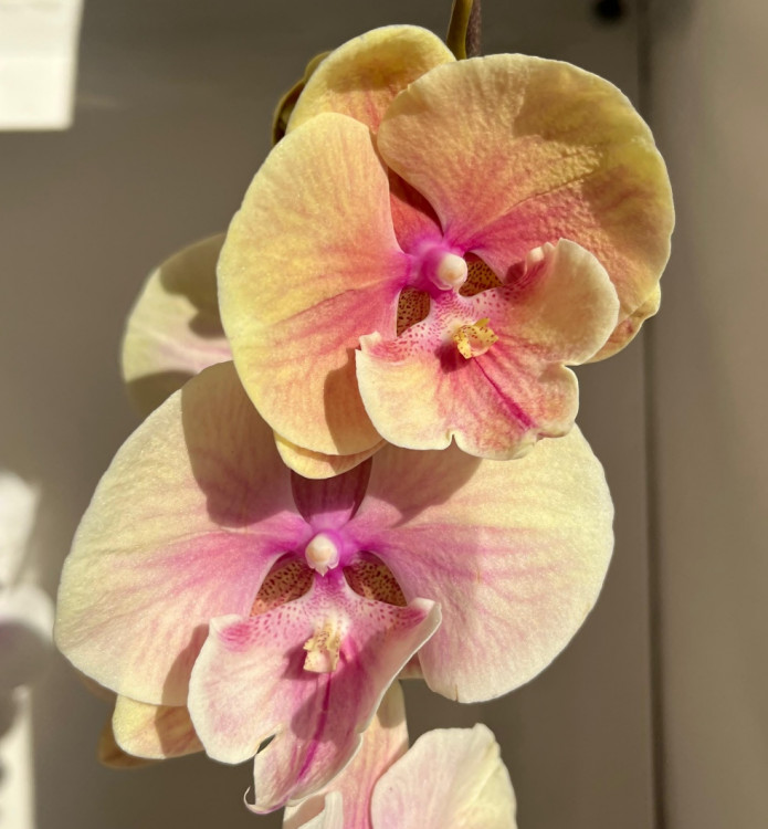 Орхидея Phalaenopsis Big Lip (отцвел)    