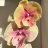 Орхидея Phalaenopsis Big Lip (отцвел)    