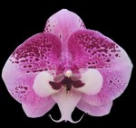 Орхидея Phal. Charming Angelina '1201' (отцвел)  