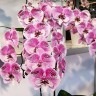 Орхидея Phal. Charming Angelina '1201' (отцвел)  