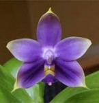 Орхидея P. Bellina Blue x P. violacea indigo (отцвела, УЦЕНКА)
