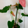 Anthurium  Colorado (деленка без цветов)