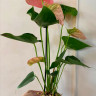Anthurium  Colorado (деленка без цветов)