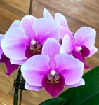 Орхидея Phalaenopsis GC Reyoung Paris, midi (отцвел)