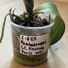 Орхидея Phal. GC Reyoung Paris, midi (отцвел, РЕАНИМАШКА*)