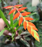 Тилландсия Дуера (Tillandsia Dyeriana) 
