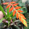 Тилландсия Дуера (Tillandsia Dyeriana) 
