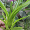 Тилландсия Дуера (Tillandsia Dyeriana) 