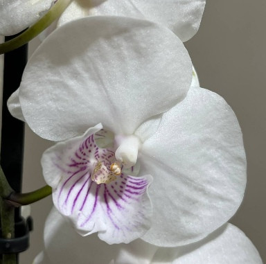 Орхидея Phalaenopsis Sky, Big Lip (отцвел)