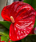 Anthurium Minnesota 