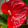 Anthurium Minnesota 