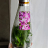 Орхидея Dendrobium Rainbow Dance (сеянцы) 