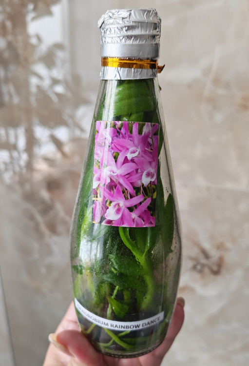 Орхидея Dendrobium Rainbow Dance (сеянцы) 