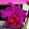 Орхидея Cattleya King Violet 