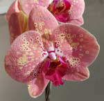 Орхидея Phalaenopsis Wild Peach  