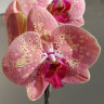 Орхидея Phalaenopsis Wild Peach (отцвёл)